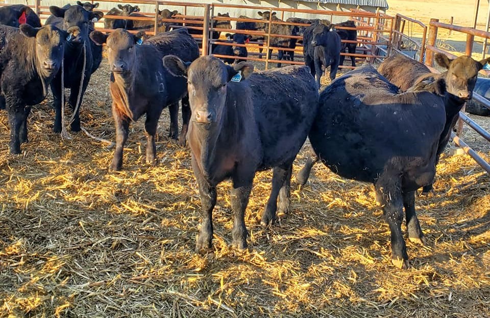 Black Angus cattle for sale.